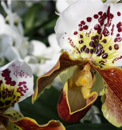 A close-up of a colorful orchid flower featuring white petals with purple and yellow markings, and a distinctive brownish bloom.