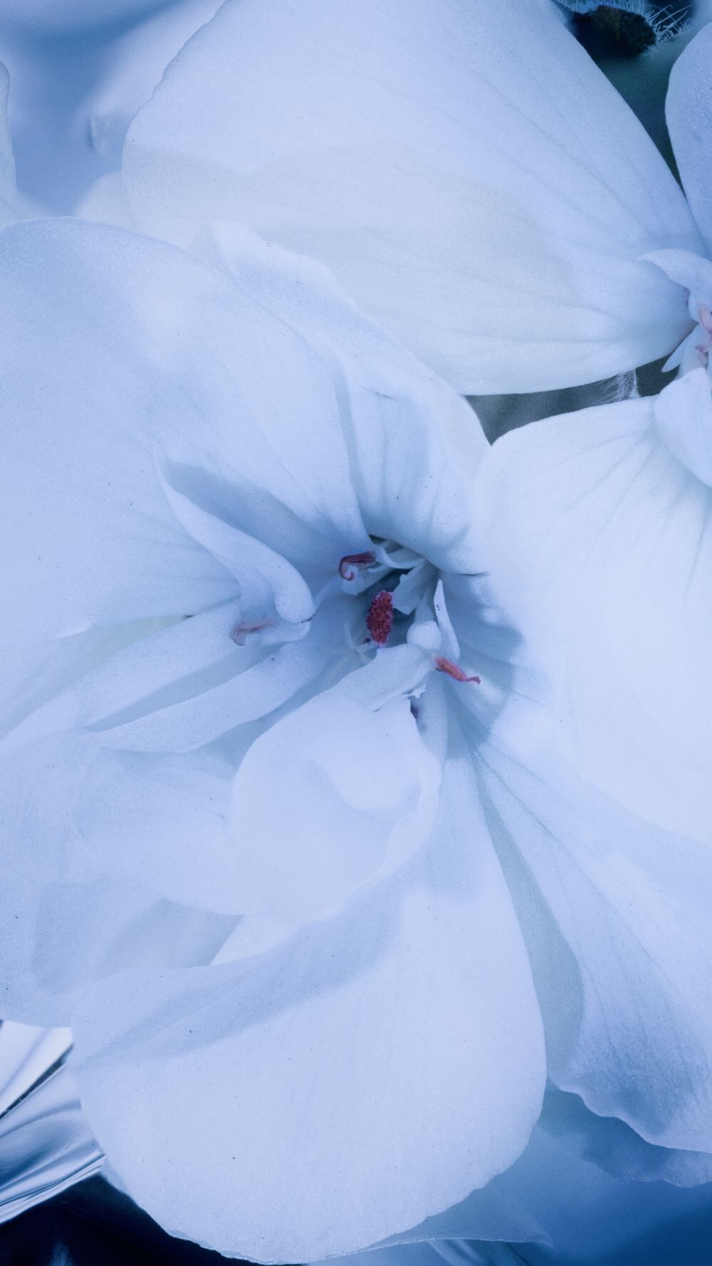 Close-up of a delicate white flower with soft petals and subtle red details at its center.