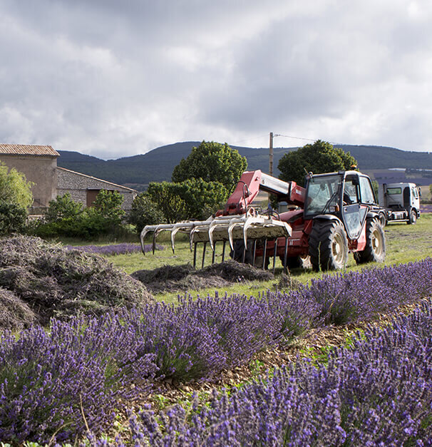 A red tractor with a scoop attachment is working in a lavender field, with piles of harvested lavender nearby. In the background, there are small buildings and trees, under a cloudy sky.