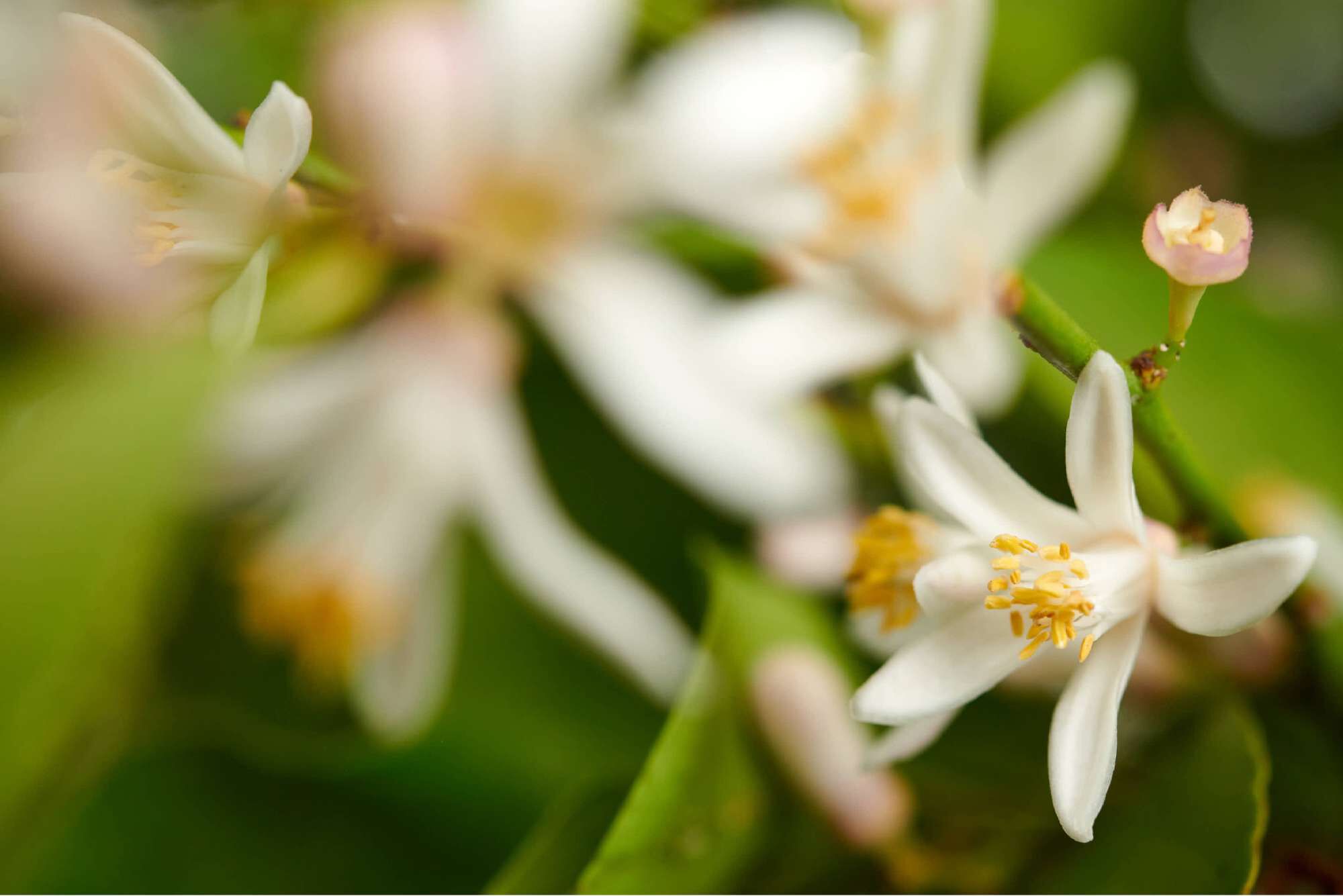 Flores blancas en un fondo borroso, con detalles de pistilos amarillos y hojas verdes.
