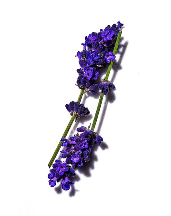 A close-up of vibrant purple lavender flowers arranged gracefully on a white background.