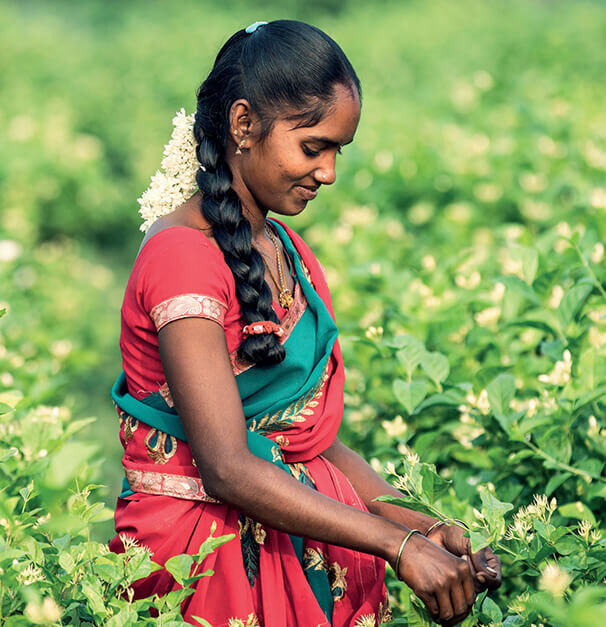 A woman in a traditional saree is gently harvesting flowers in a lush green field. She has long hair styled in a braid and is focused on her task.