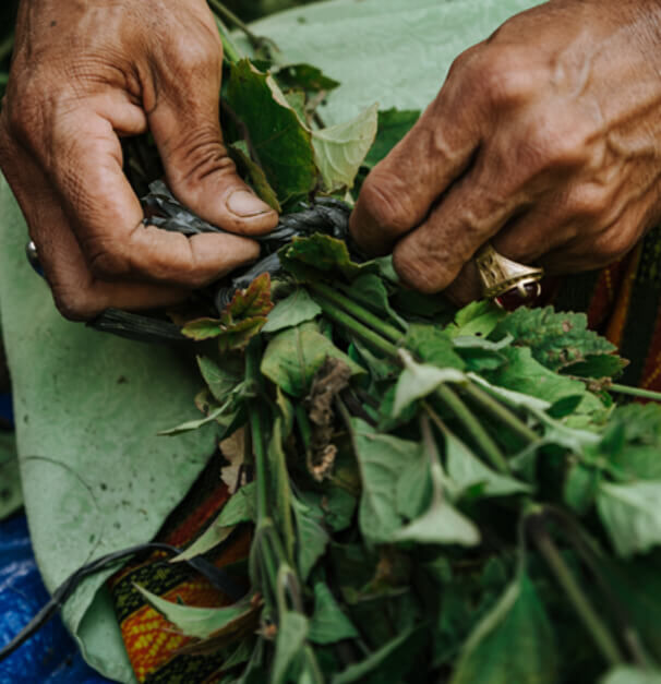 Hands skillfully preparing a bundle of fresh herbs, surrounded by green leaves and textured fabric.