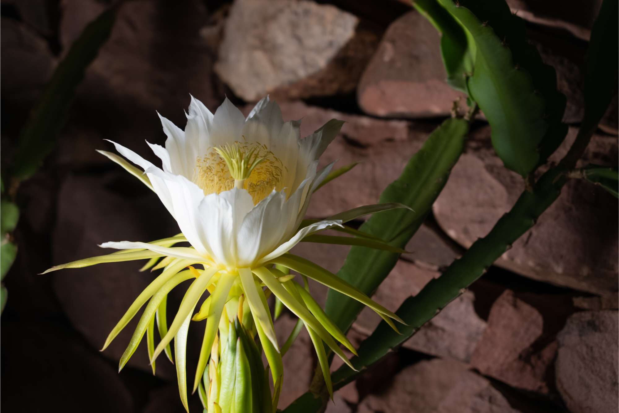 Flor de cactus con petalos blancos y centro amarillo, destacandose sobre un fondo de piedras.