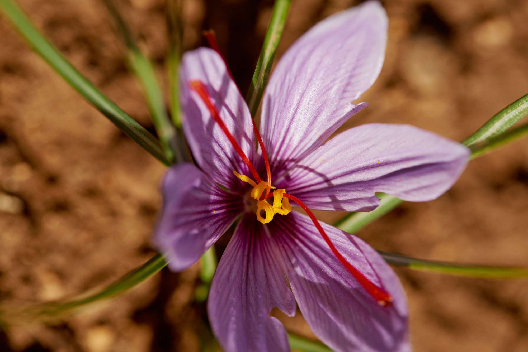 Flor de azafran con petalos morados y estambres amarillos y rojos, sobre un fondo de tierra marron.