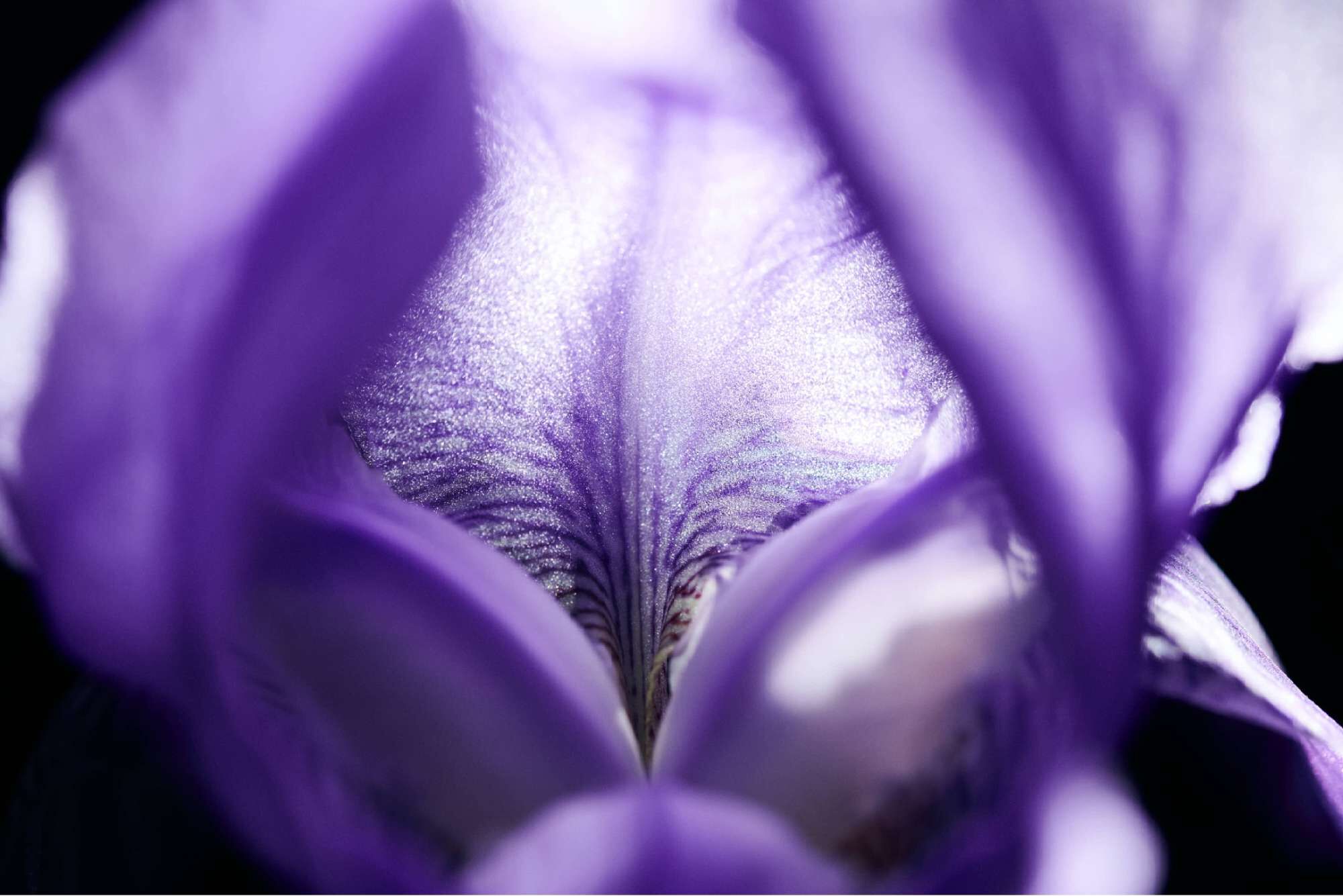 Primer plano de una flor de iris morado, mostrando sus petalos y detalles en tonos lilas y blancos.