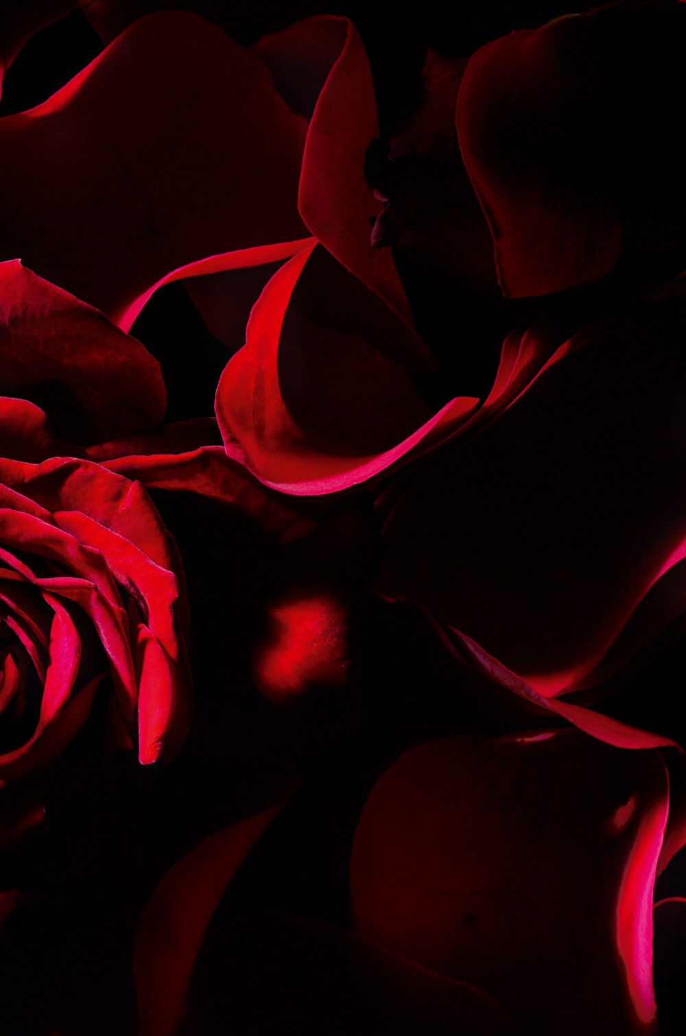 Rosas rojas sobre un fondo oscuro, mostrando sus petalos suaves y vibrantes.