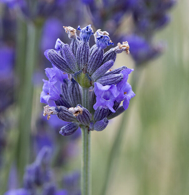 A close-up of a lavender flower spike, showcasing clusters of purple blossoms surrounded by delicate green stems, set against a blurred background of more lavender flowers.