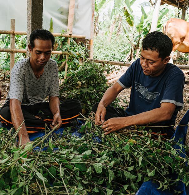 Two men sit on blue tarps in a shaded outdoor area, carefully sorting and preparing bundles of green leaves. Lush vegetation and a cow can be seen in the background.