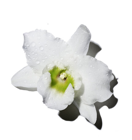 A close-up of a white orchid flower with water droplets on its petals, set against a plain white background.