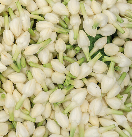 A close-up view of numerous small, white flower buds with green stems.