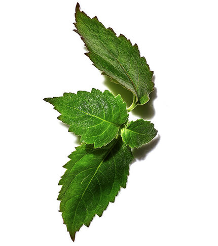 A close-up of two vibrant green mint leaves, showcasing their serrated edges and rich texture against a white background.