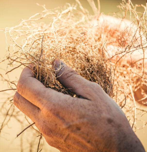 A close-up of a person's hands holding a bundle of dry, tangled roots against a blurred background.