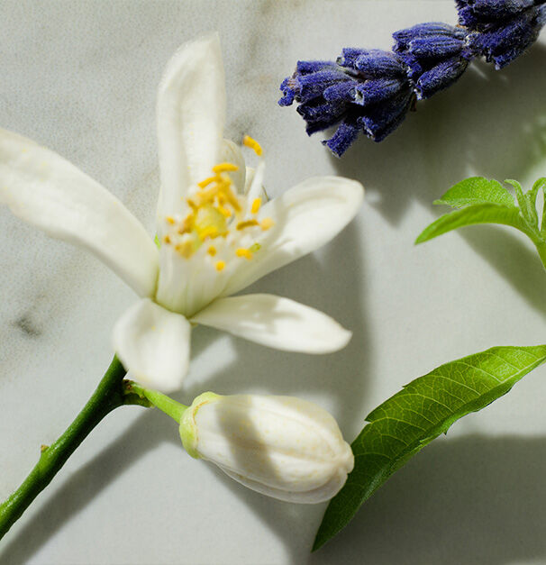 A close-up of a white citrus flower, a closed bud, and sprigs of lavender on a light marble surface.