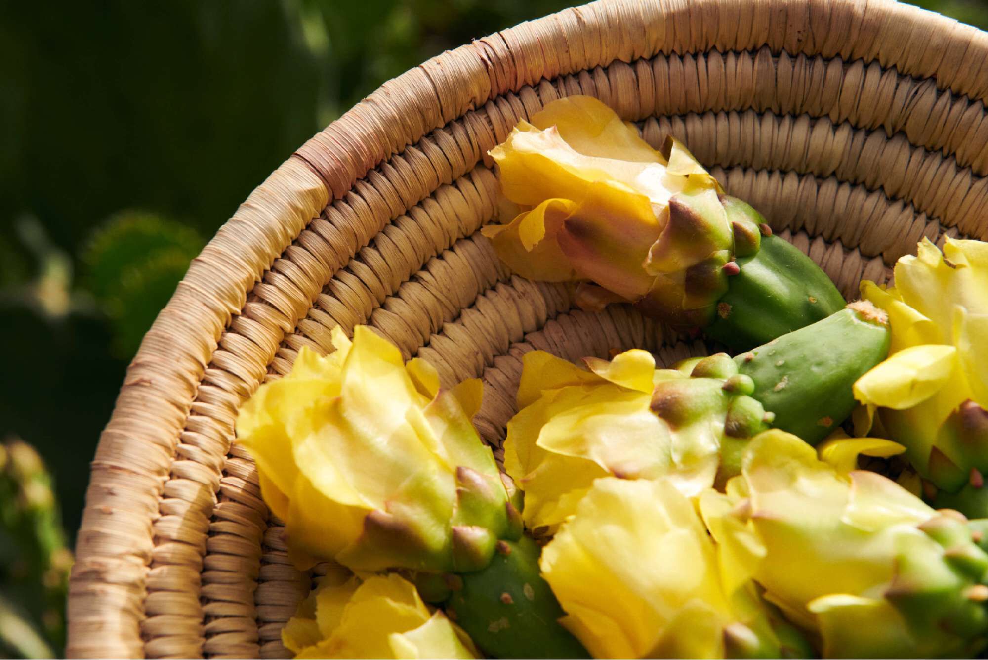 Canasta de mimbre llena de tunas amarillas y flores, con un fondo de cactus.