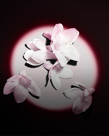 Flores blancas de jazmín realzadas sobre un fondo oscuro, revelando las materias primas de la fragancia.