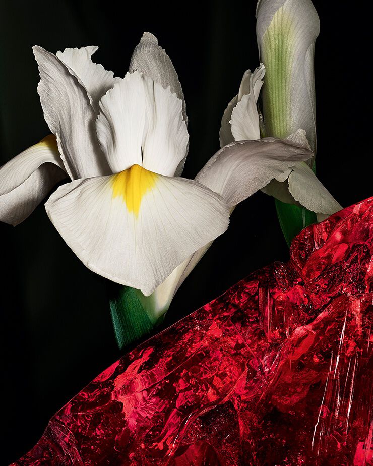 Flores nobles de iris pallida y cristal de ámbar rojo,
que representan la incisiva
dualidad de CŒUR Eau de Parfum de
YSL.