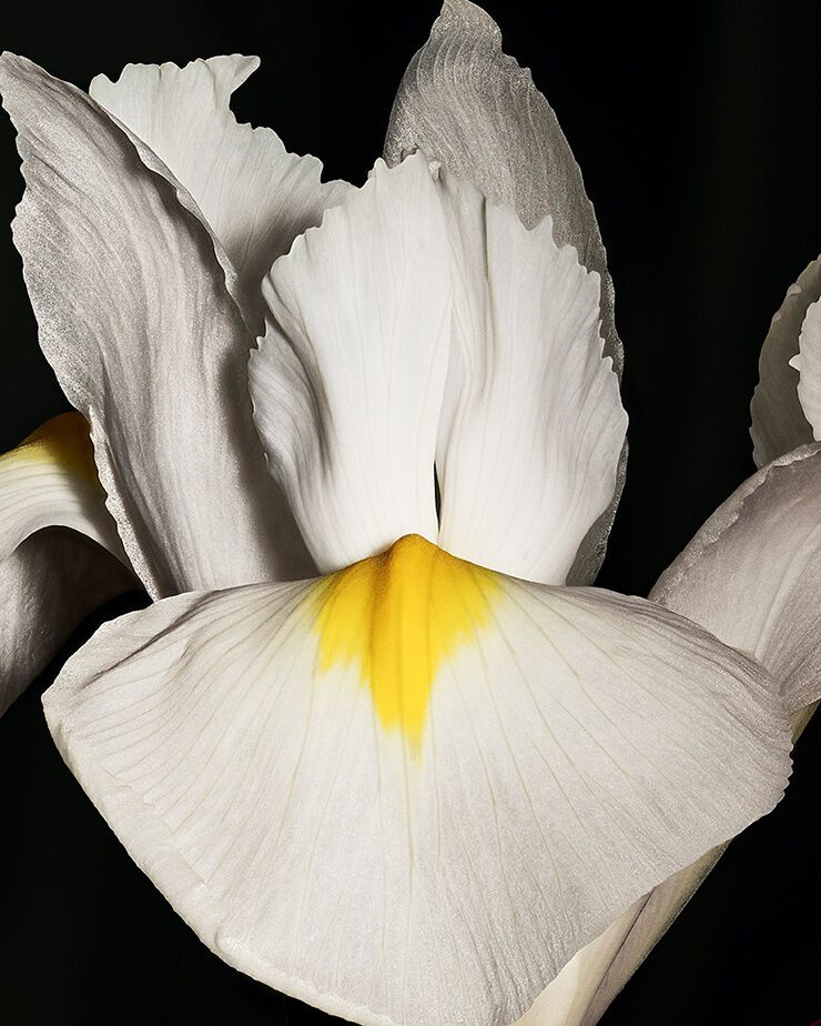 Noble flor de iris pallida, que representa
la frescura incisiva y la elegancia empolvada
de CŒUR Eau de Parfum de
YSL.