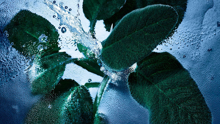 Hojas de salvia fresca con agua y hielo, que representan las notas aromáticas y frescas de YSL Y Eau de Toilette Intense Iced Cologne.