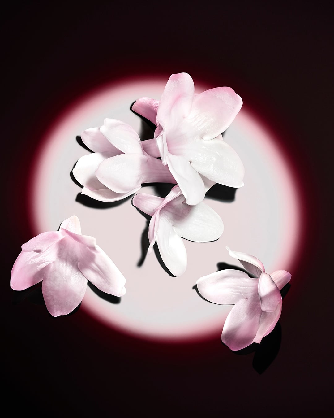 Flores blancas de jazmín realzadas sobre un fondo oscuro, revelando las materias primas de la fragancia.