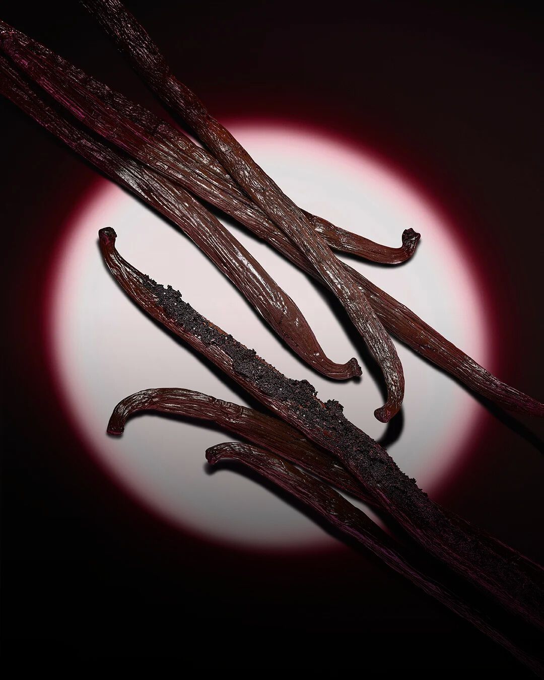 Primer plano de oscuras vainas de vainilla realzadas por un foco circular rosa sobre un fondo oscuro.