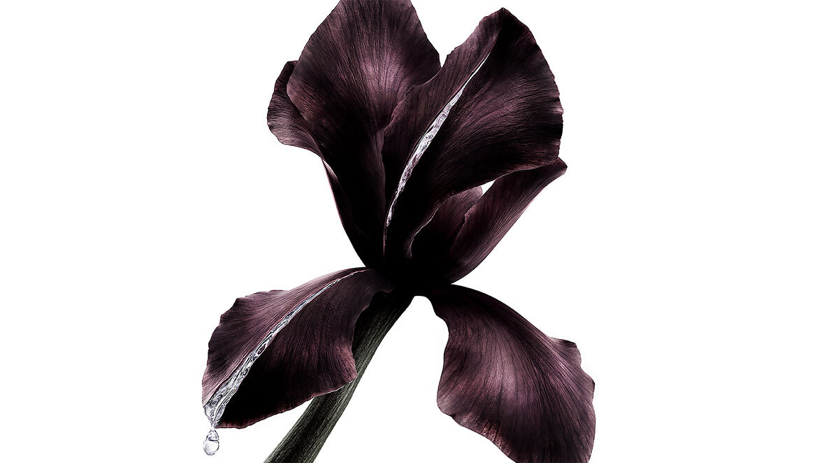 Flor de iris morada oscura, ingrediente clave en YSL Beauté Pure Shots, con una gota brillante de líquido.