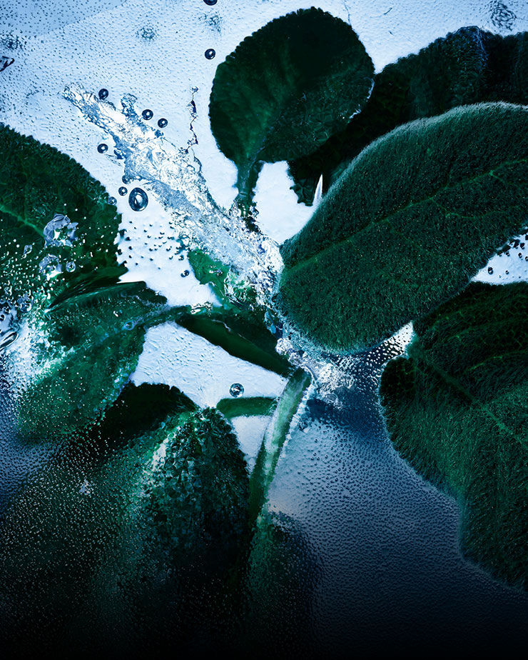 Hojas de salvia fresca con agua y hielo, que representan las notas aromáticas y frescas de YSL Y Eau de Toilette Intense Iced Cologne.