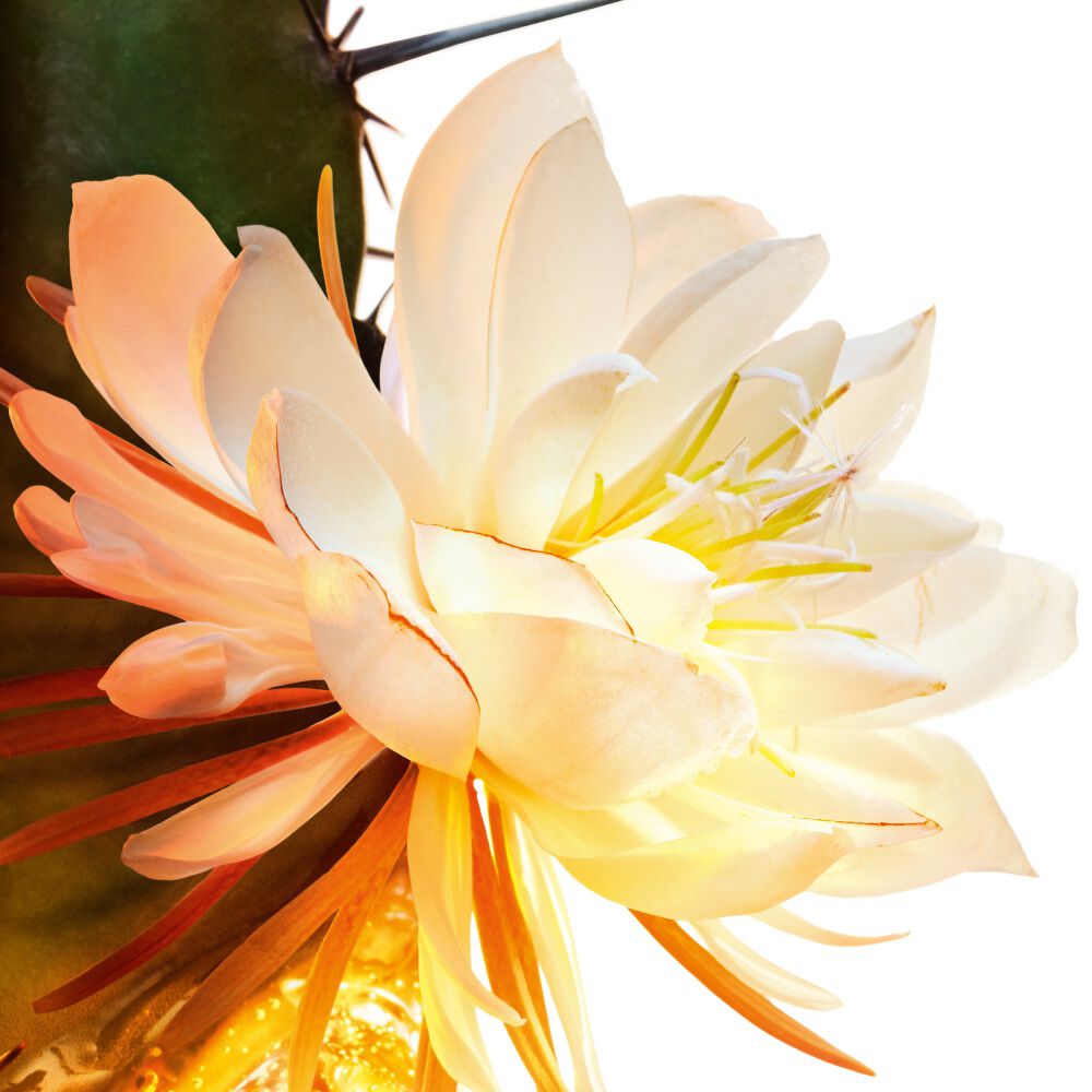 Primer plano de una flor de cactus