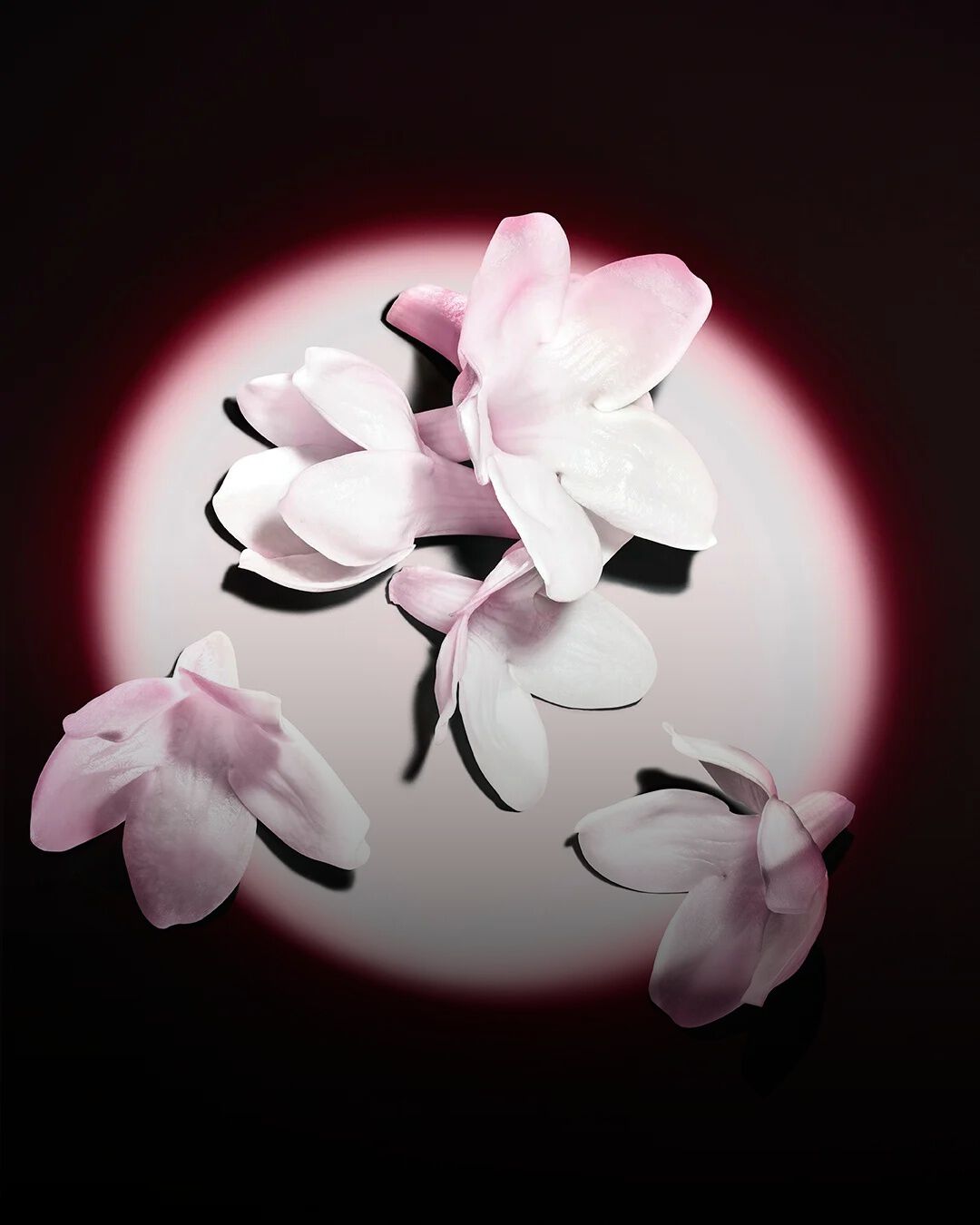 Flores blancas de jazmín realzadas sobre un fondo oscuro, revelando las materias primas de la fragancia.